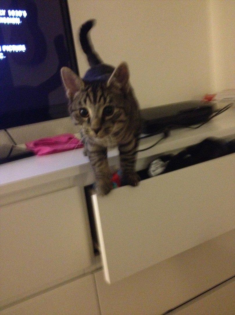 Huskat Boris billede 12