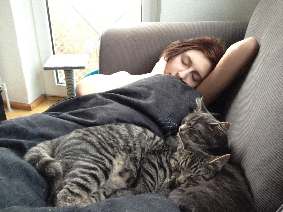 Huskat Boris billede 13