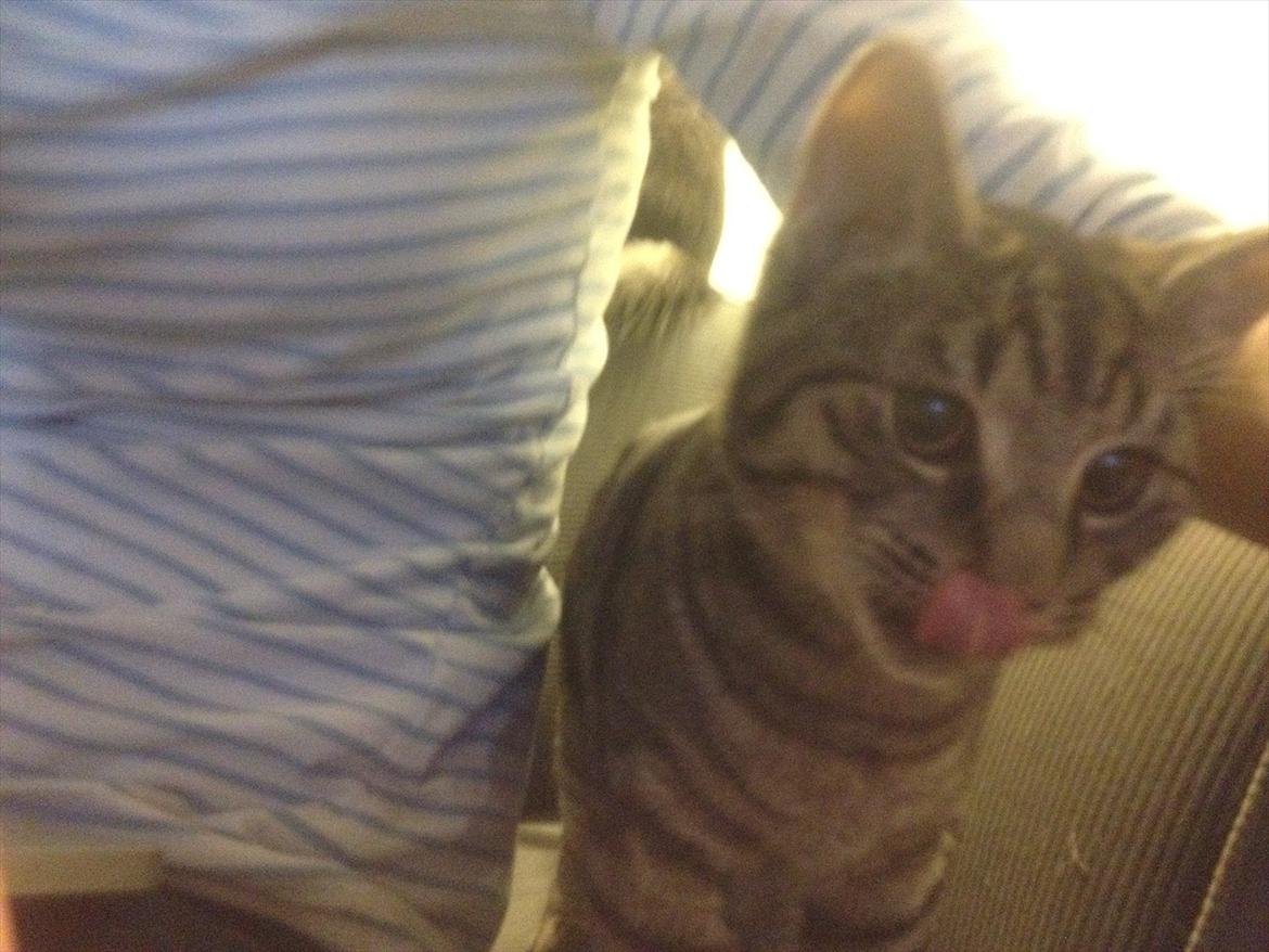 Huskat Boris billede 14