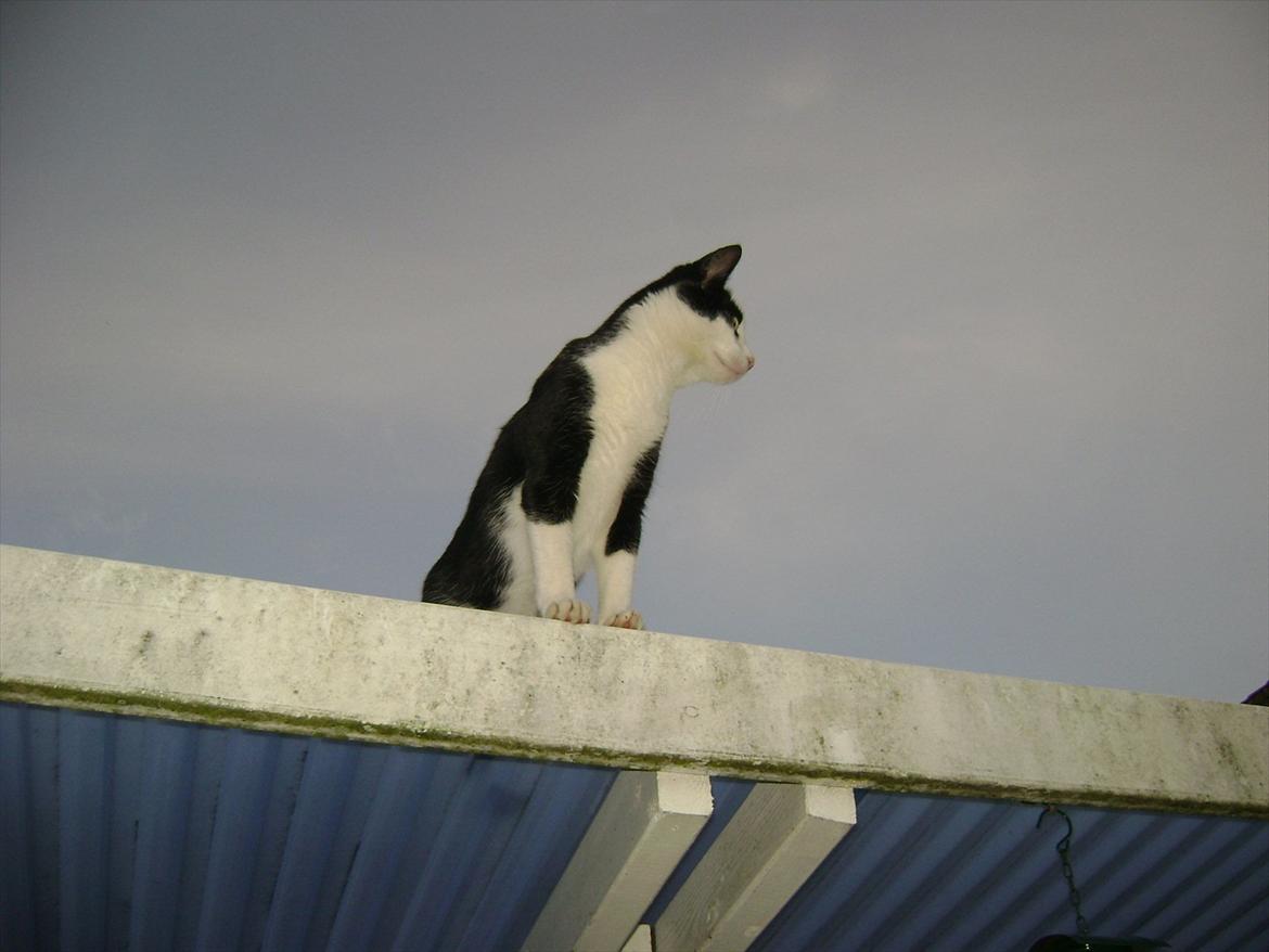 Huskat Micky Mouse billede 2