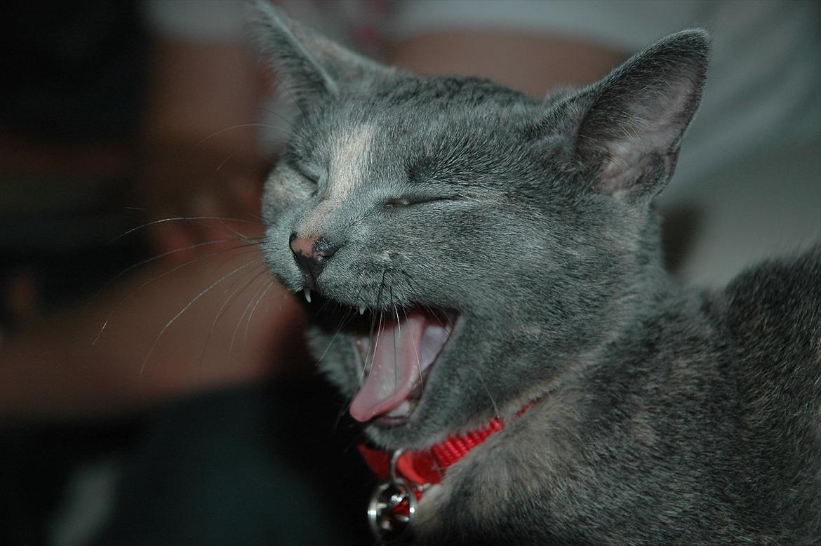 Huskat Mynte Mis billede 11