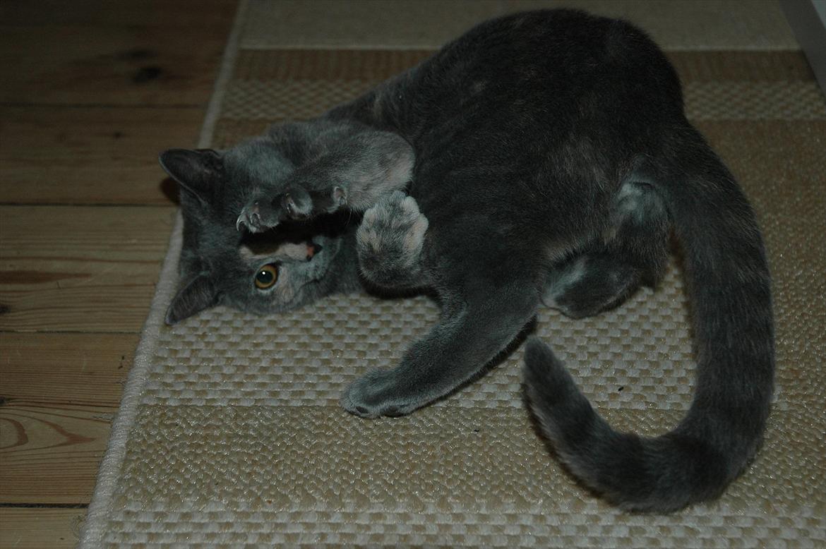 Huskat Mynte Mis billede 12