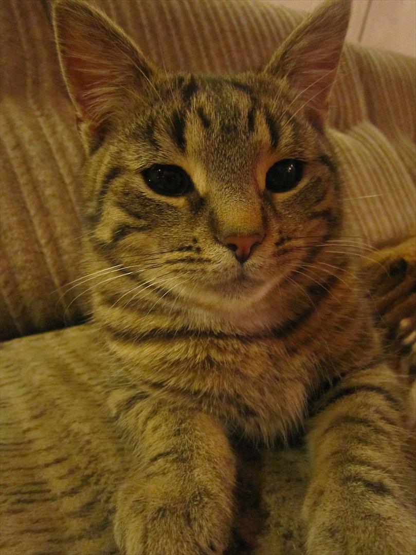 Huskat R.I.P Oliver - R.I.P Oliver :(( billede 1