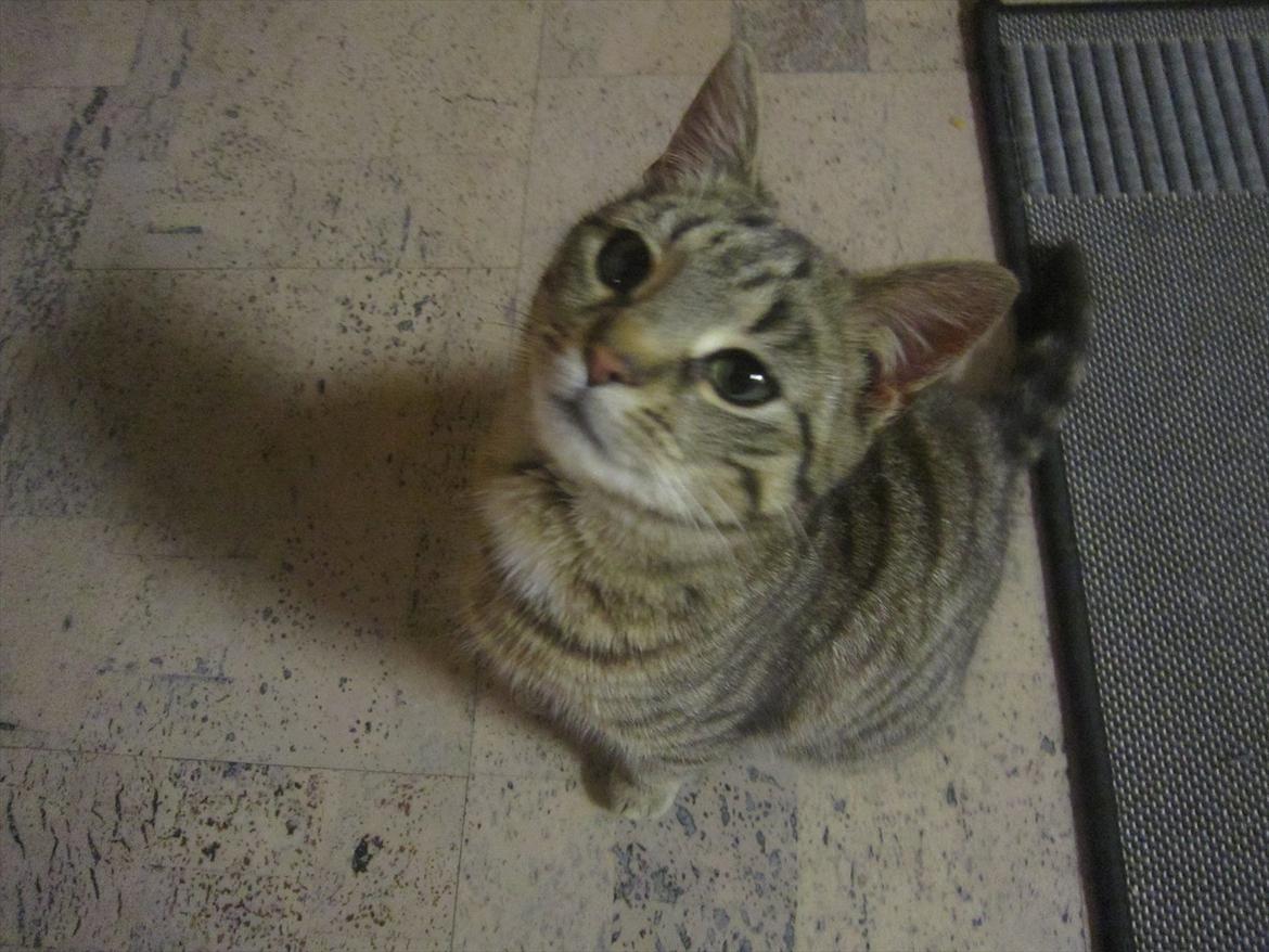 Huskat R.I.P Oliver billede 2