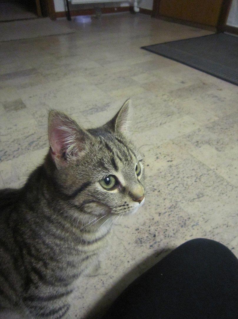 Huskat R.I.P Oliver billede 3