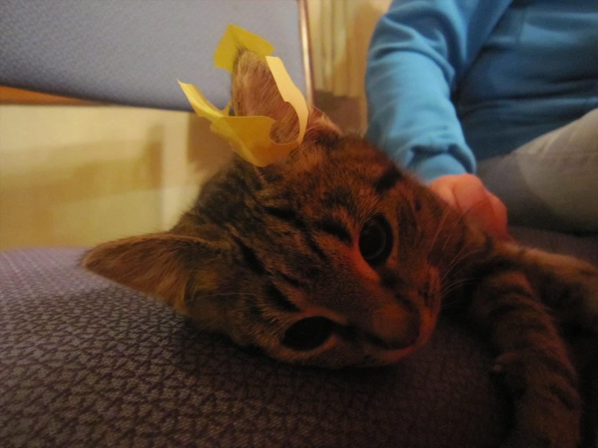 Huskat R.I.P Oliver - Min lille pris <3 ;* billede 4