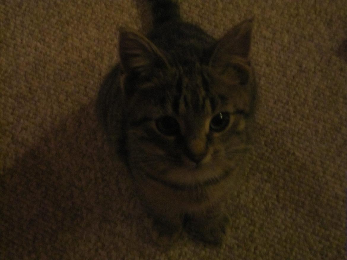 Huskat R.I.P Oliver billede 5