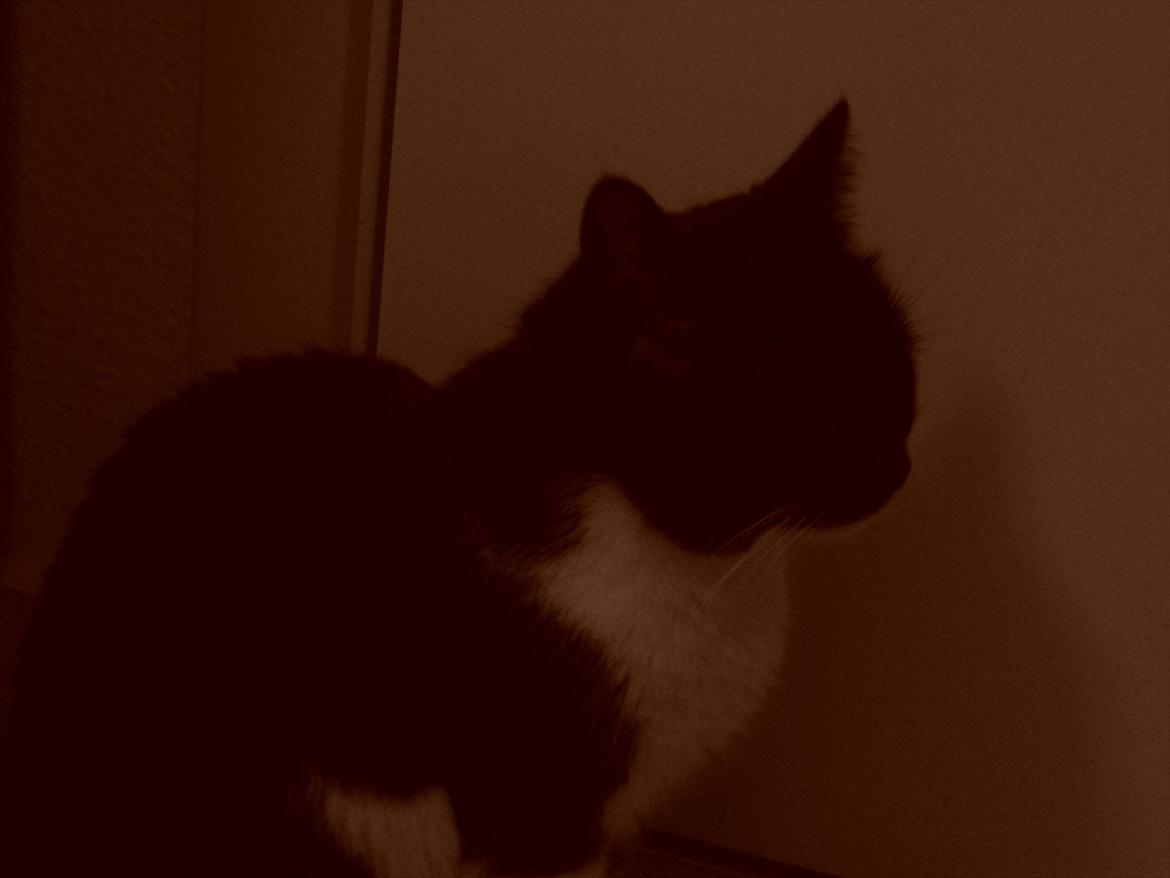 Huskat Ida billede 9