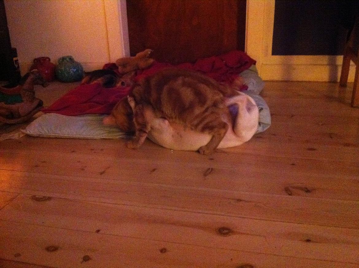 Huskat Milo billede 16