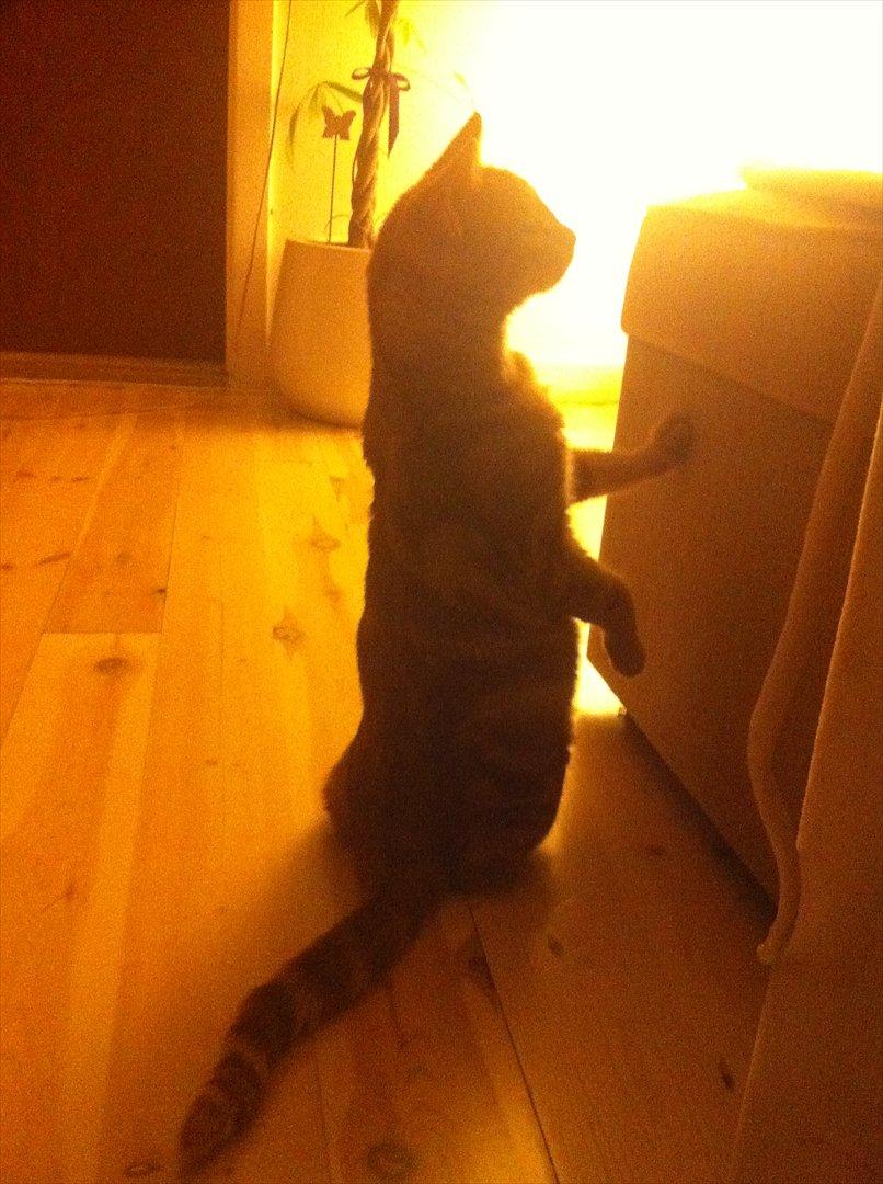 Huskat Milo billede 17