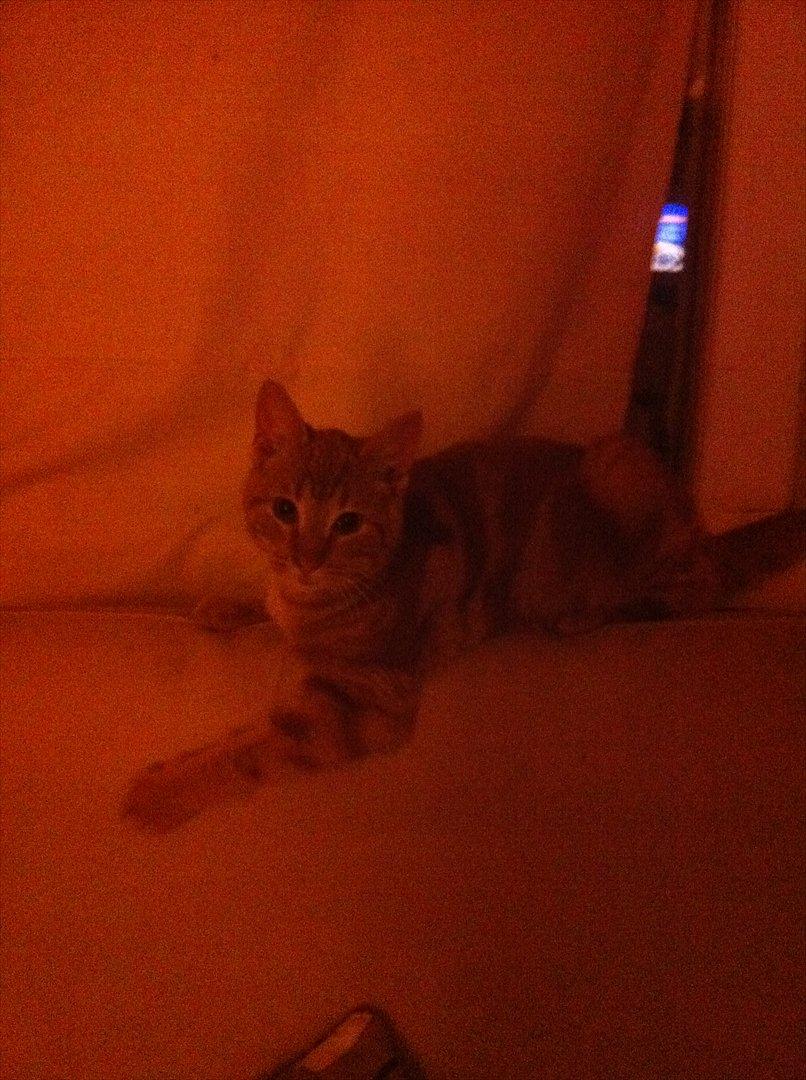 Huskat Milo billede 18