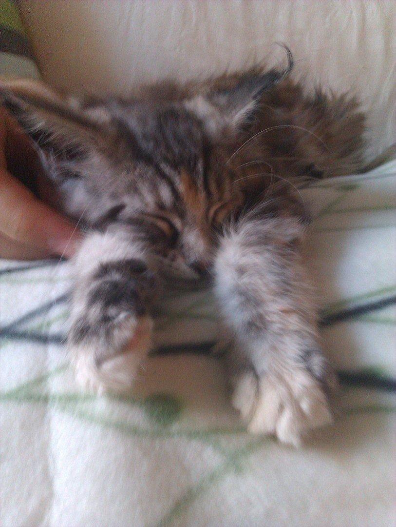 Maine Coon DK Skovlycoon Wendy - Flader igen ud på sofaen, 14 uer billede 4