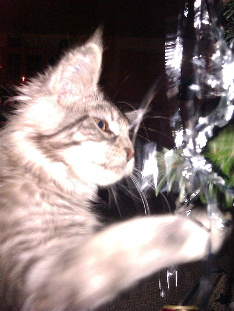 Maine Coon DK Skovlycoon Wendy - Det er lidt sjovt at lege med pynten på juletræet. Julen 2011 billede 6