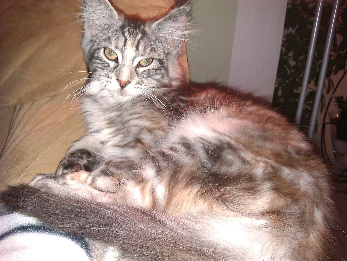 Maine Coon DK Skovlycoon Wendy - Slapper af på sofaen ved mine forældre, julen 2011. 15 uger billede 3