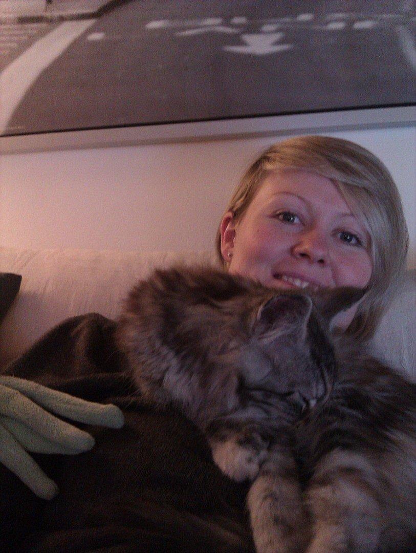 Maine Coon DK Skovlycoon Wendy - Hun sover på mit bryst det er varmt og hyggeligt :) 16 uger billede 5