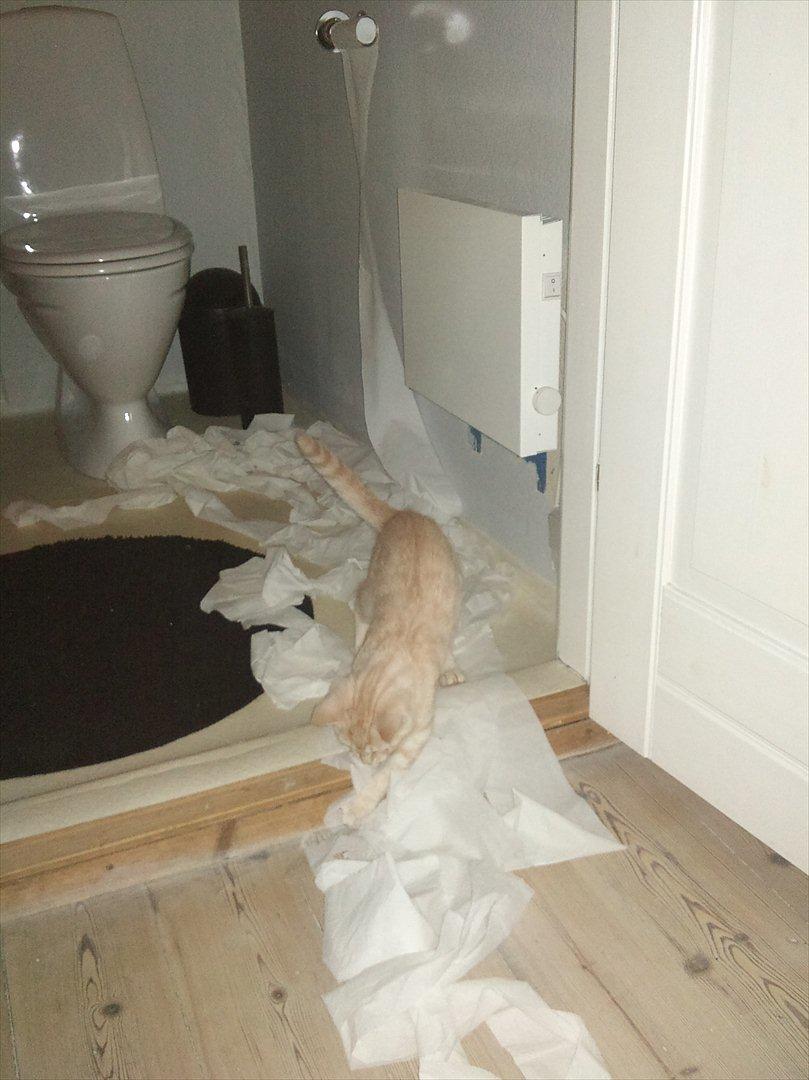 Blanding af racer Silas - Når man er 4 mdr. og keder sig fordi man er alene hjemme - så skal der bare ske noget :) billede 9