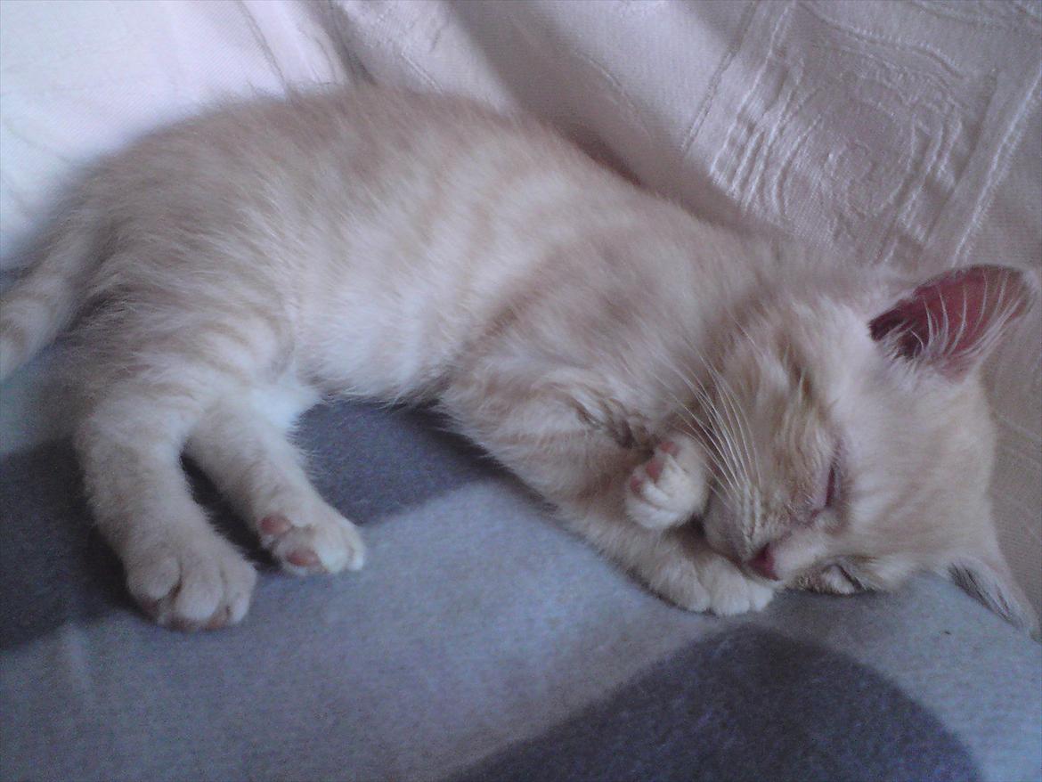 Blanding af racer Silas - Lille Silas på 12 uger sover i sofaen billede 3