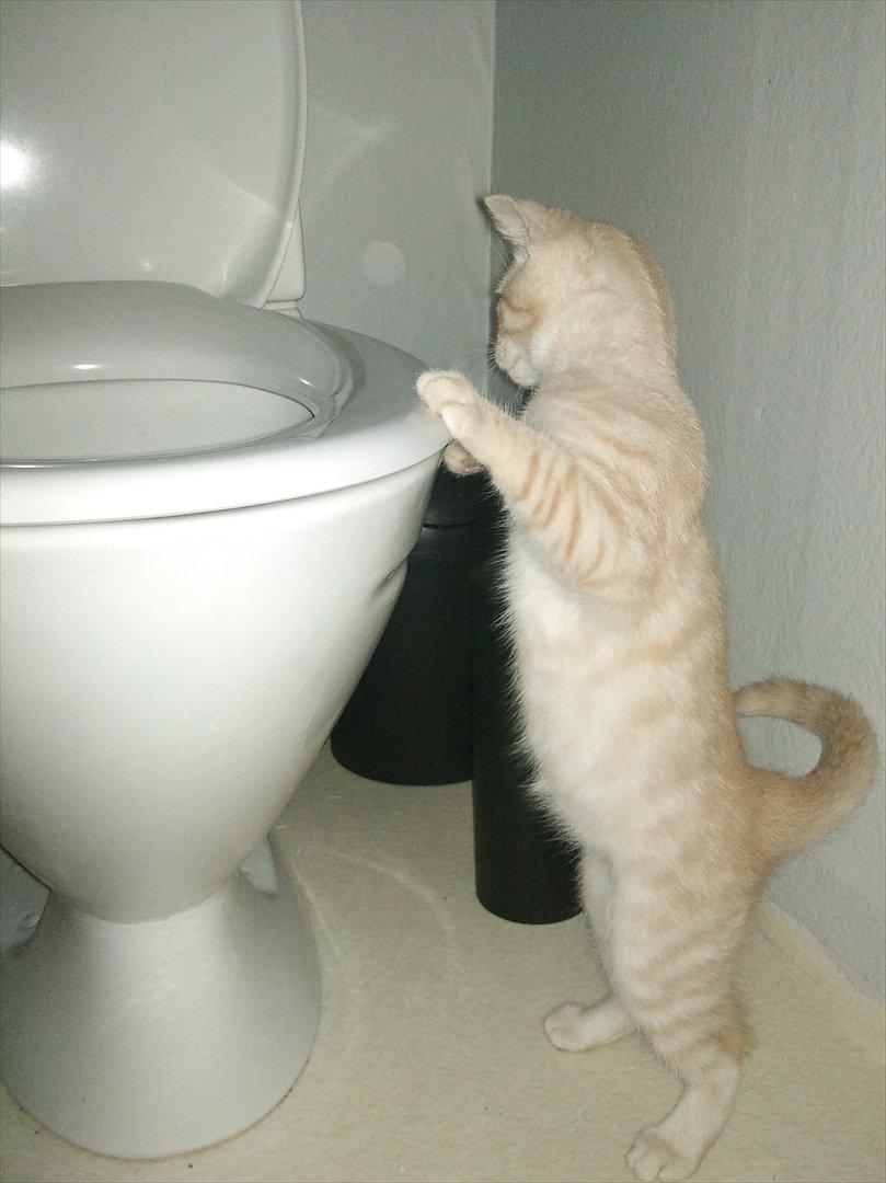 Blanding af racer Silas - Nysgerrig kat på 16 uger billede 10