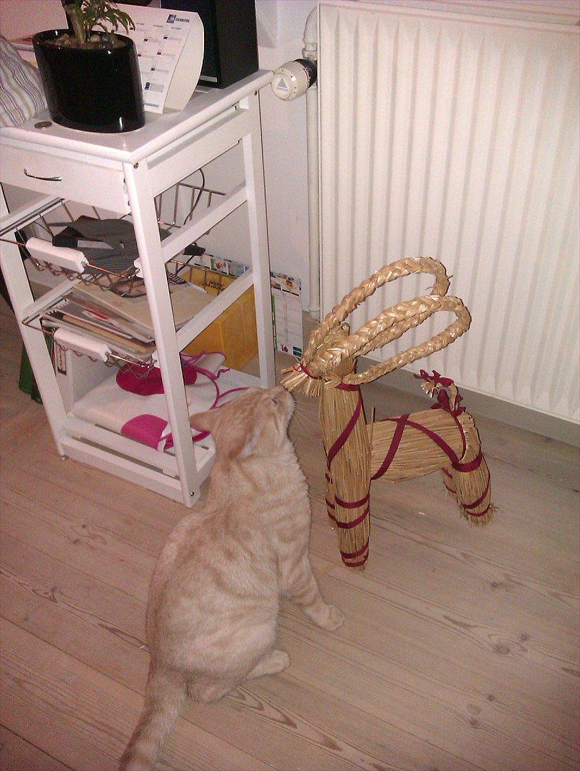 Blanding af racer Silas - Kysser lige jule bukken, julen 2011 billede 11