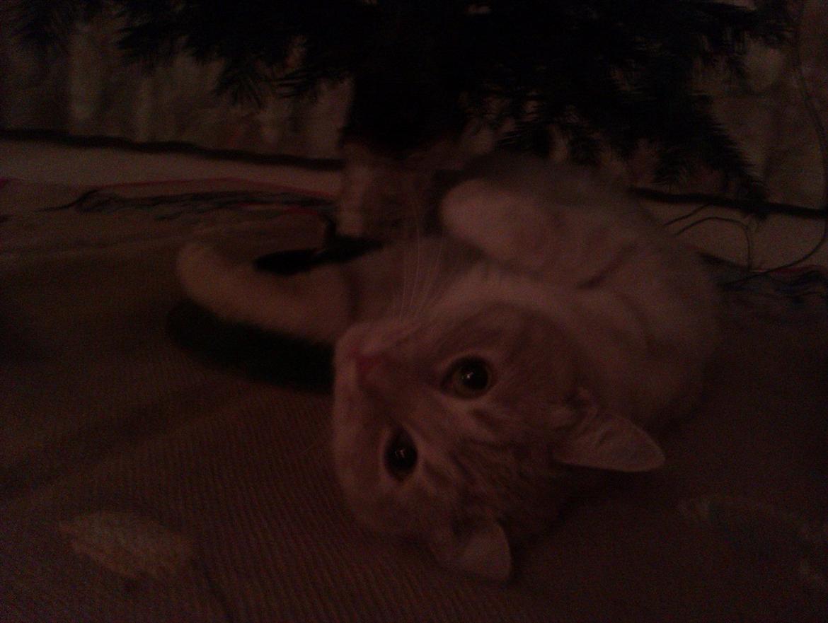 Blanding af racer Silas - Hygger under juletræet, julen 2011 billede 8