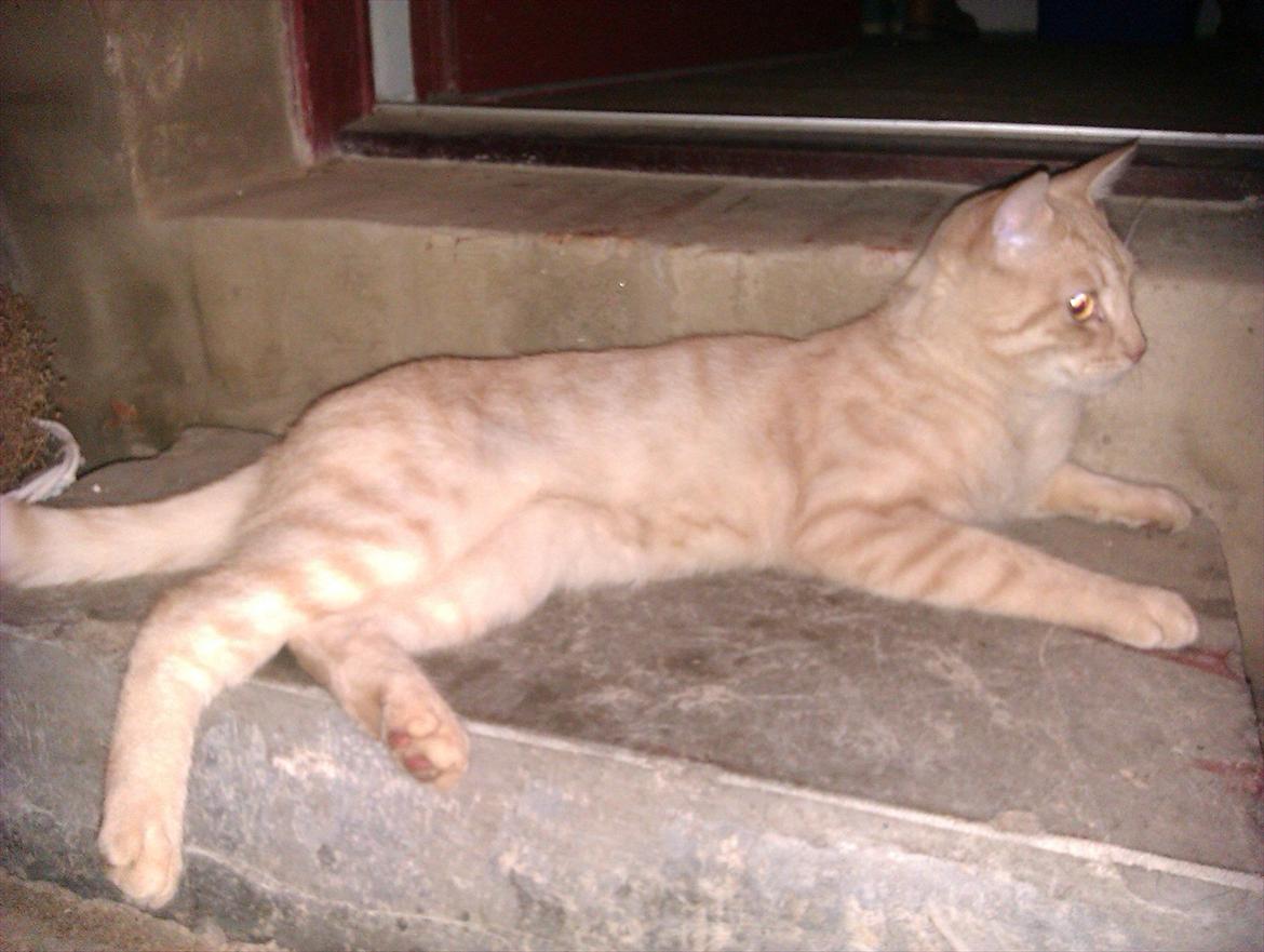 Blanding af racer Silas - Ligger som en konge foran døren, efteråret 2011 billede 7