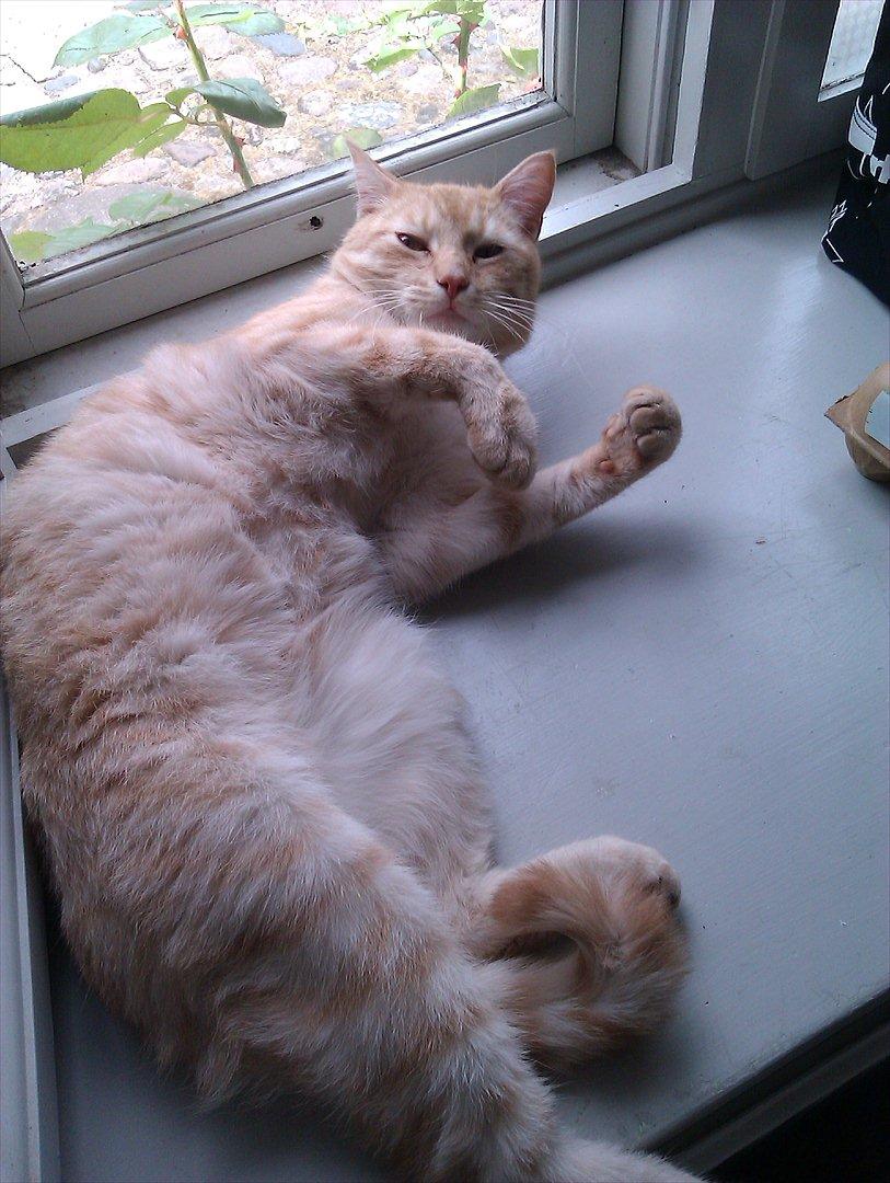 Blanding af racer Silas - Så kender vi ham igen, daser i vinduet,  sommeren 2011 billede 6