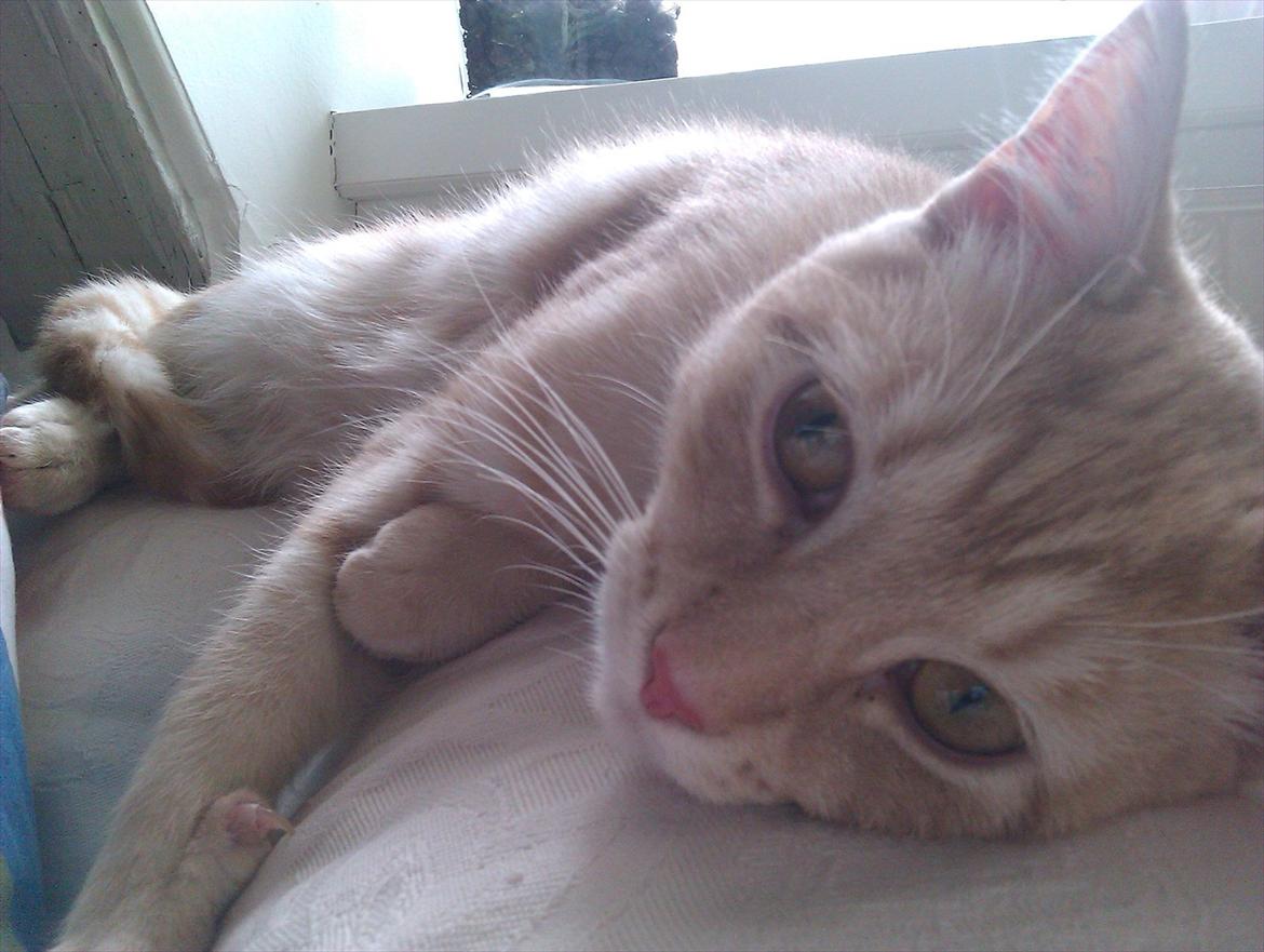 Blanding af racer Silas - Skønt at dase i vindueskarmen, sommeren 2011 billede 2