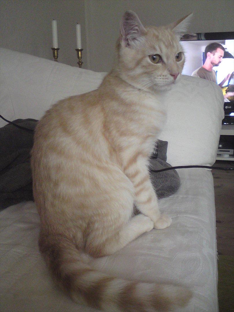 Blanding af racer Silas - Her sidder han flot og rakt i sofaen, ca. 6-7 mdr. billede 5