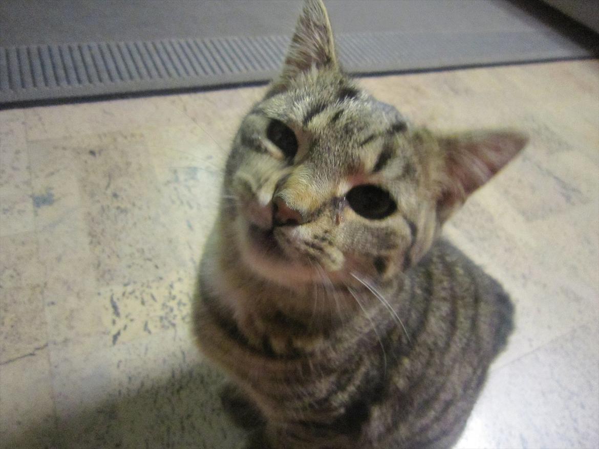 Huskat R.I.P Oliver billede 6