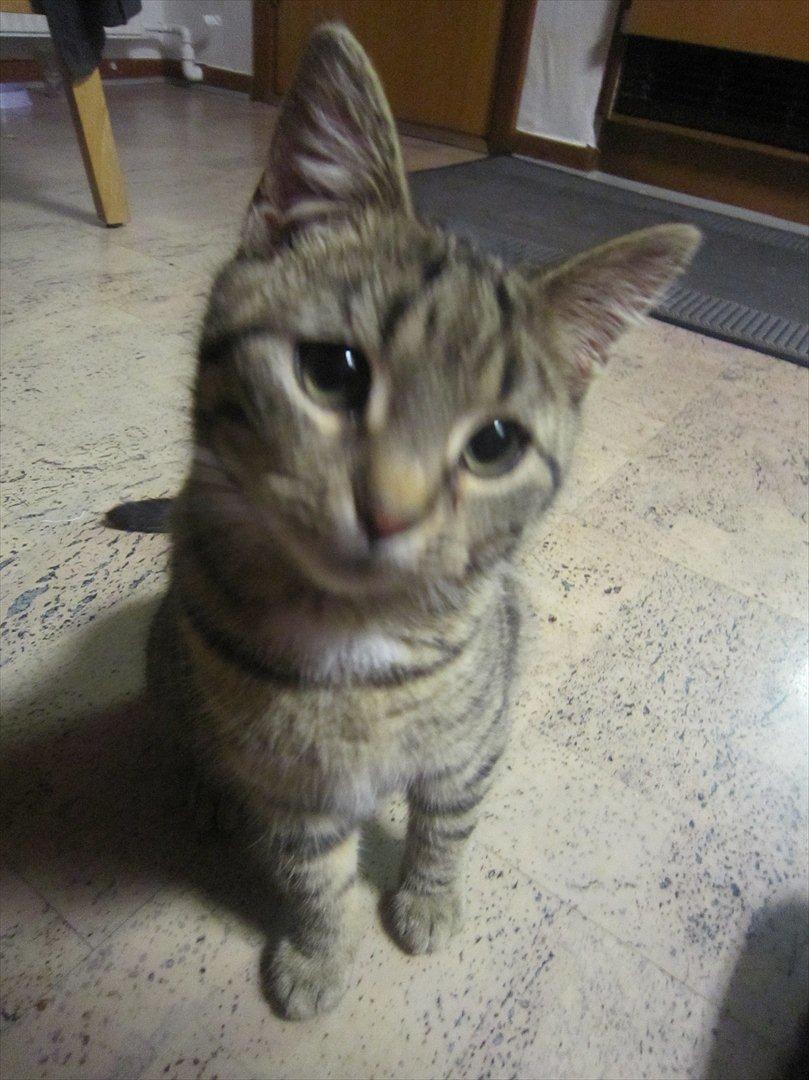 Huskat R.I.P Oliver billede 7