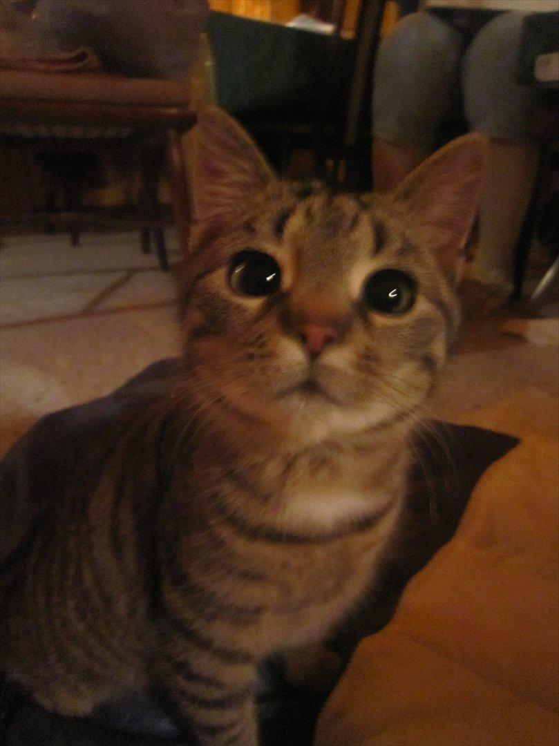 Huskat R.I.P Oliver billede 8