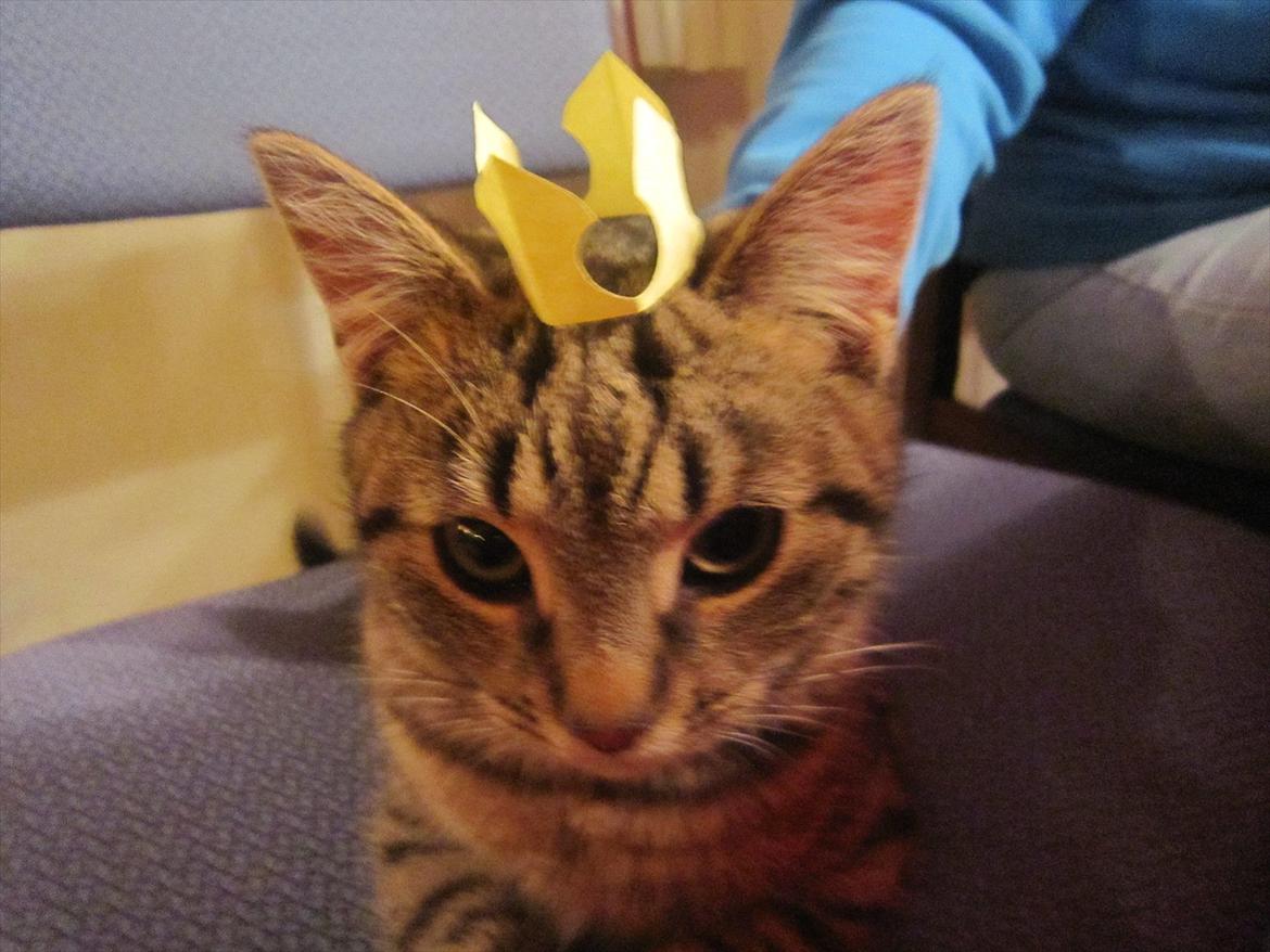 Huskat R.I.P Oliver billede 9