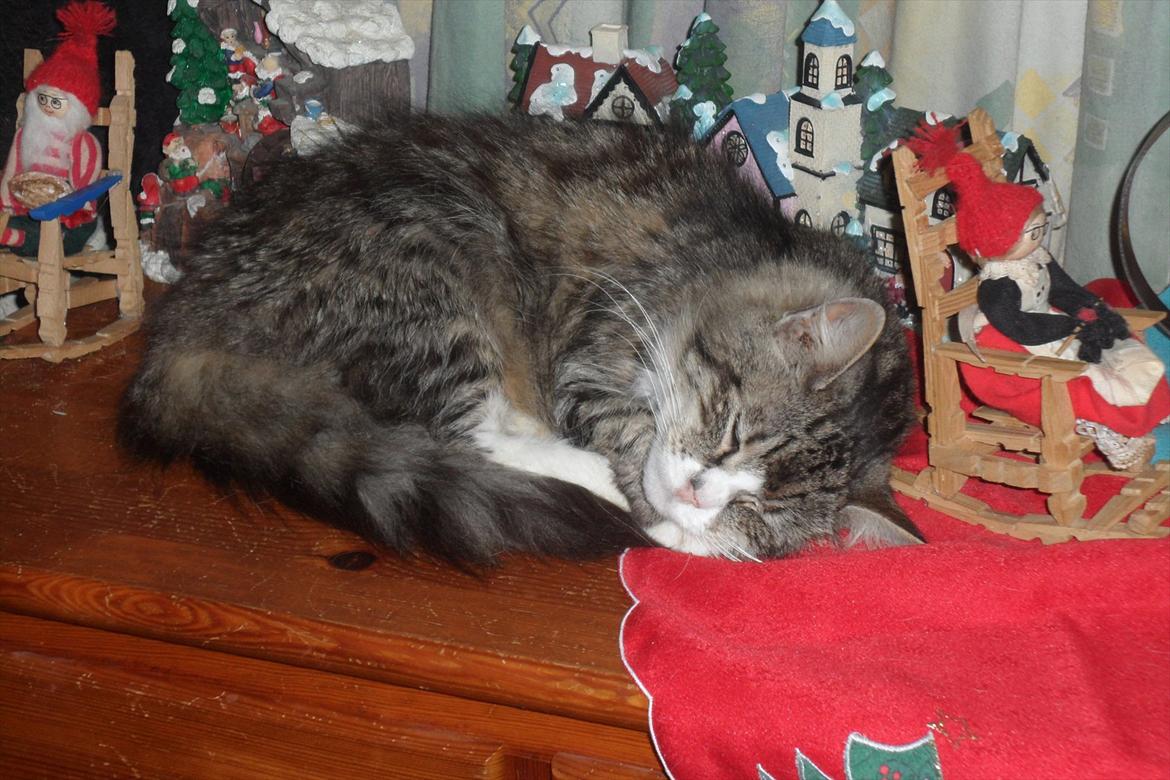 Blanding af racer malli R.I.P billede 1