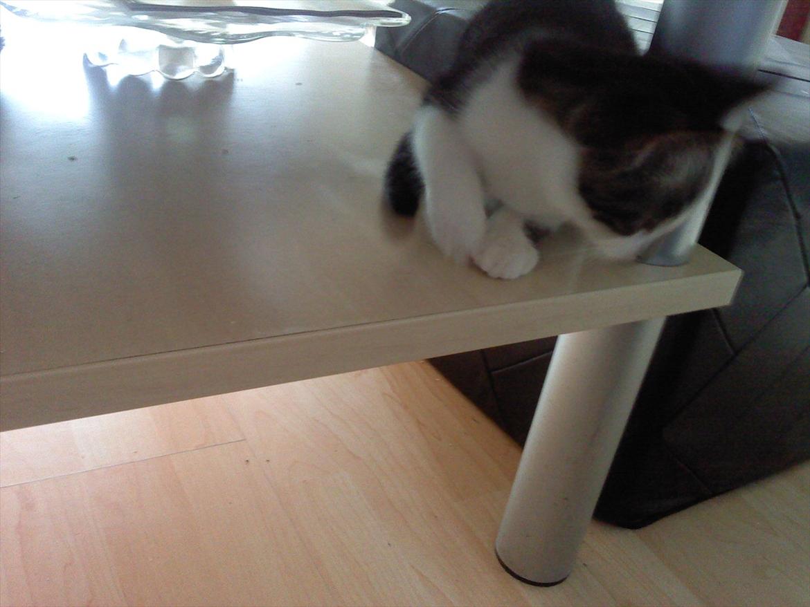 Blanding af racer dini (HUDINI) billede 2