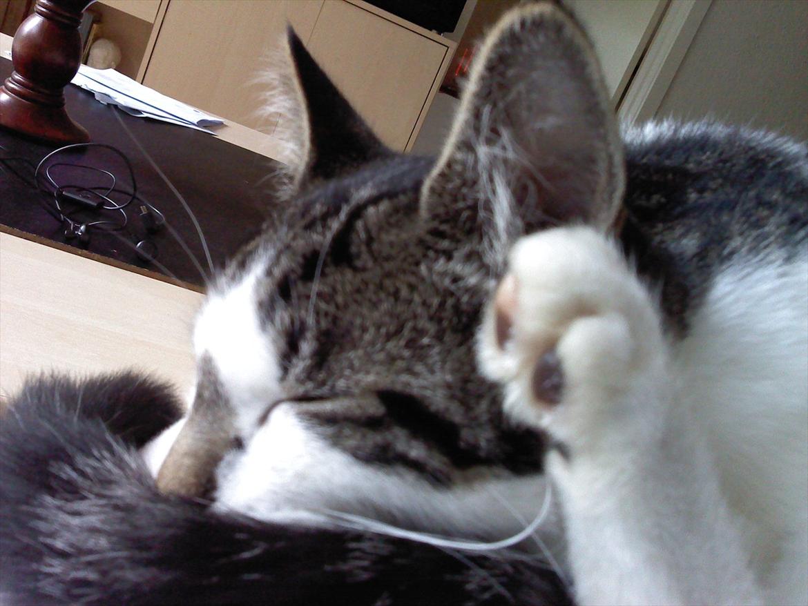 Blanding af racer dini (HUDINI) billede 3