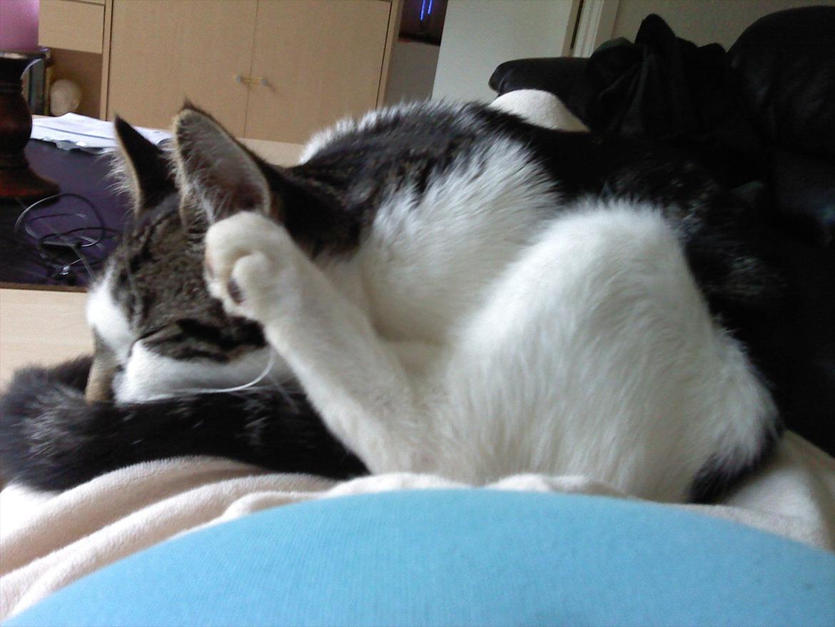 Blanding af racer dini (HUDINI) billede 4