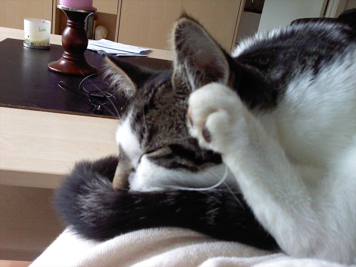 Blanding af racer dini (HUDINI) billede 5