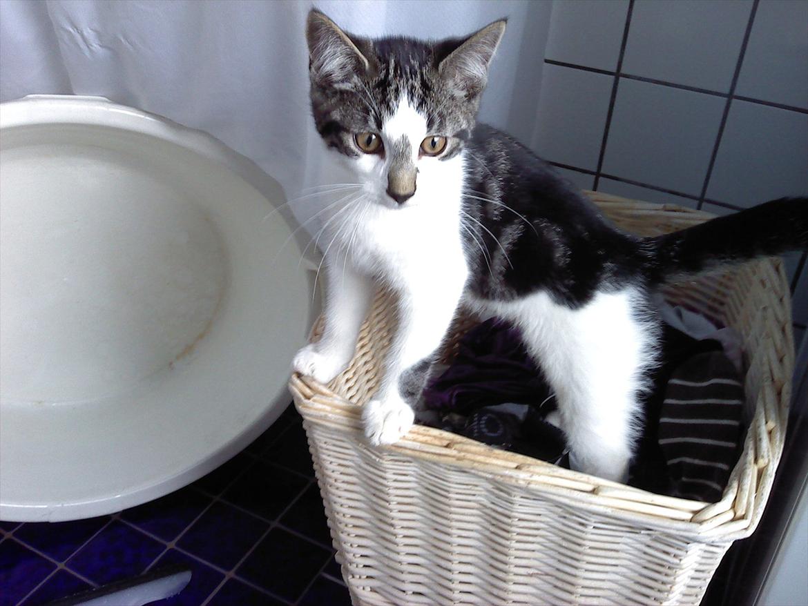 Blanding af racer dini (HUDINI) billede 6