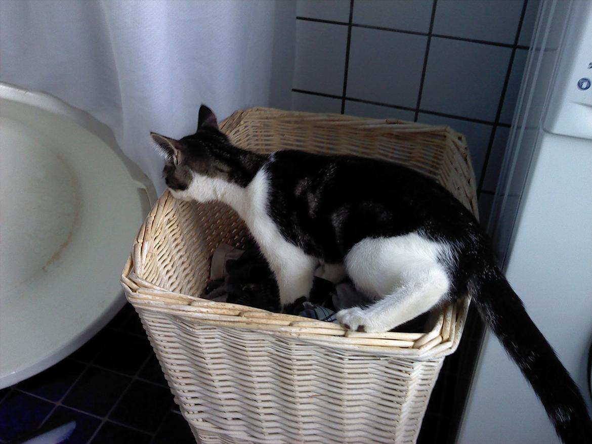 Blanding af racer dini (HUDINI) billede 7