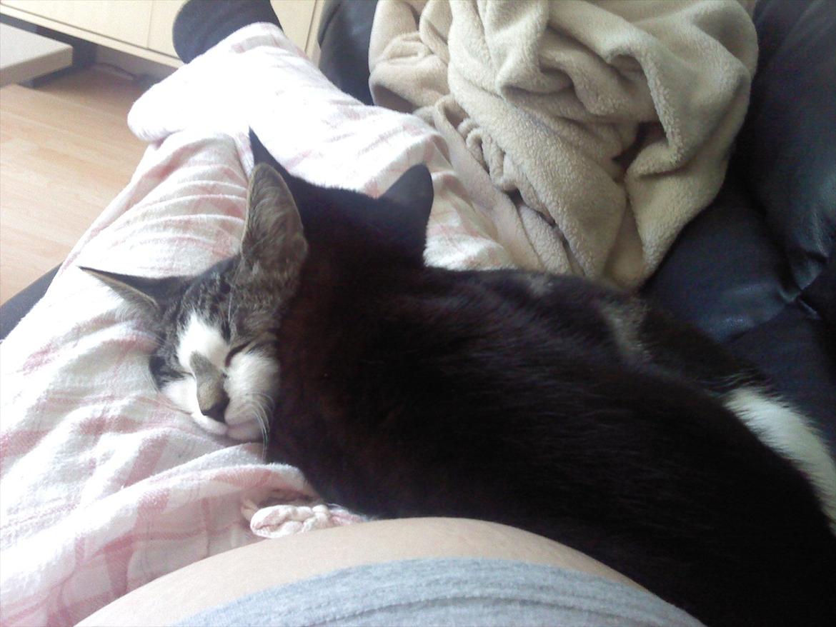 Blanding af racer dini (HUDINI) billede 8