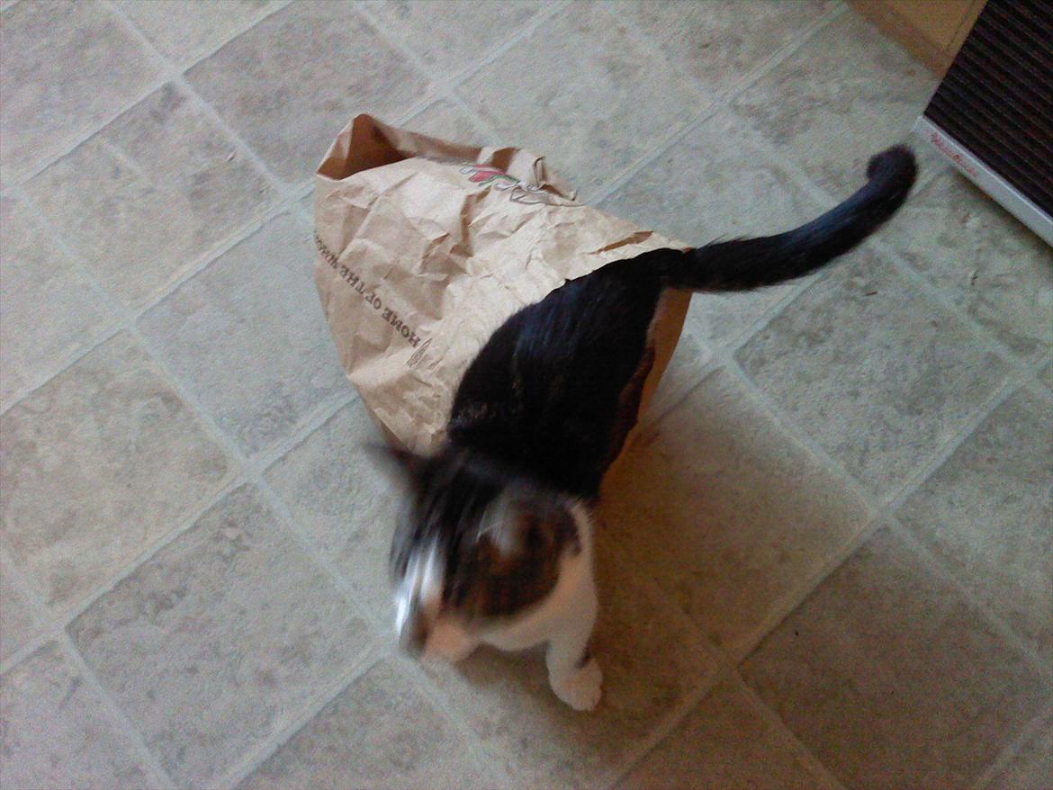 Blanding af racer dini (HUDINI) billede 9