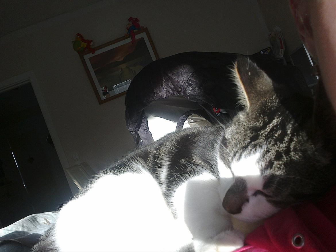 Blanding af racer dini (HUDINI) billede 10