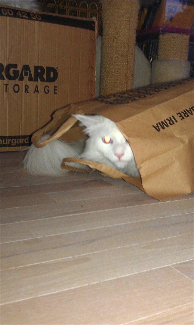 Maine Coon DK Quvangs Duchesse - Aha! En papirspose! billede 16