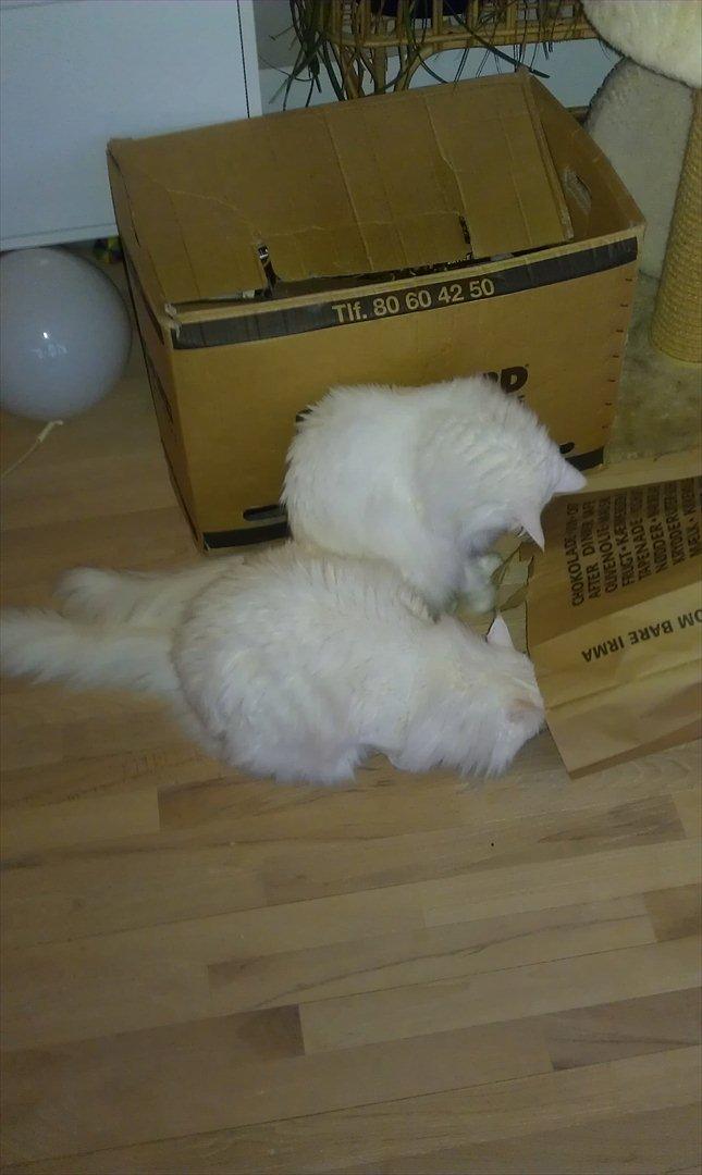 Maine Coon DK Quvangs Duchesse - Ja, Ok. Du må også godt prøve. billede 19