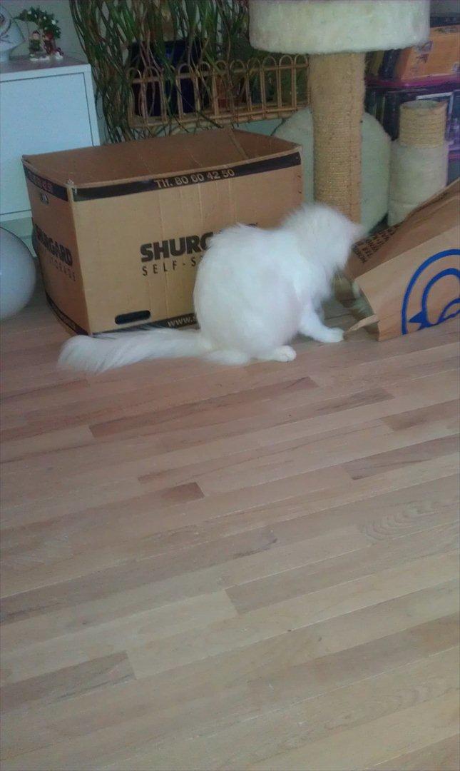 Maine Coon DK Quvangs Duchesse - Jeg kan fange dig når du er derinde. billede 20