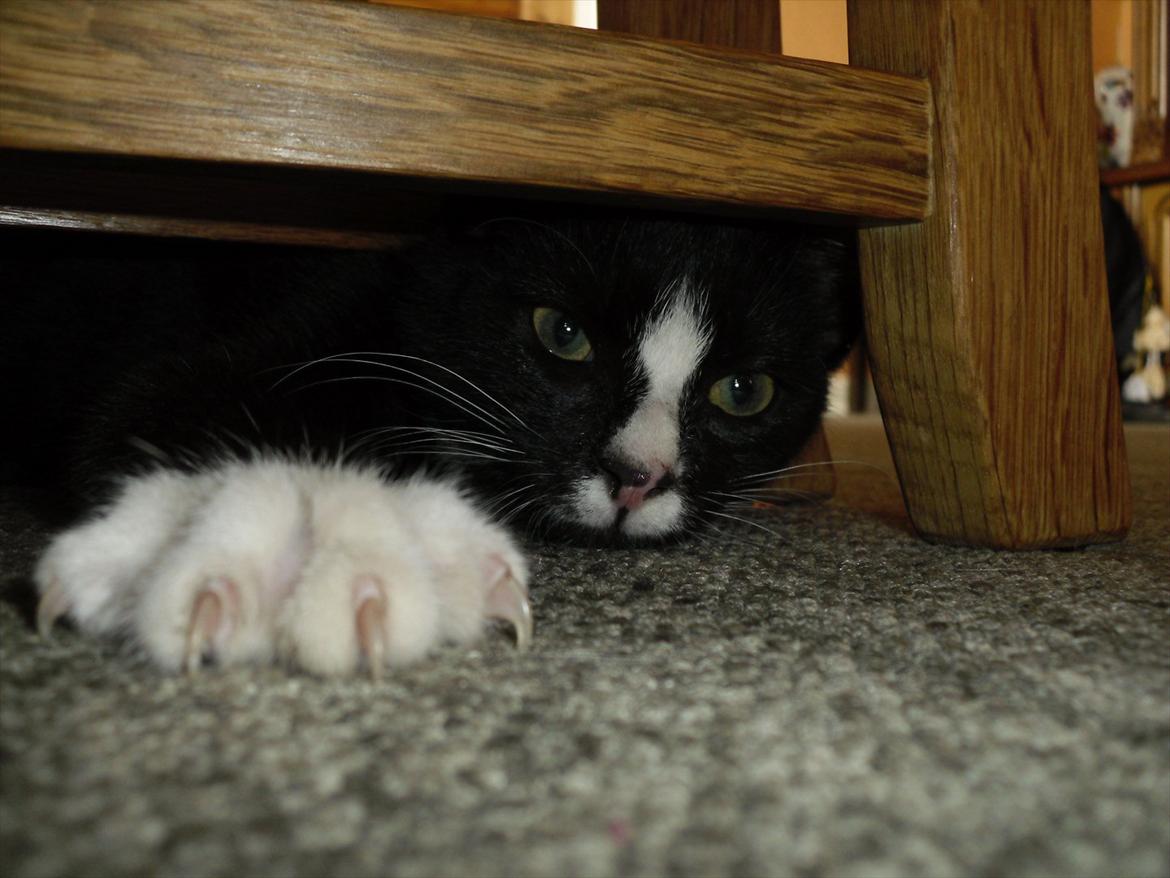 Huskat Bandit billede 15