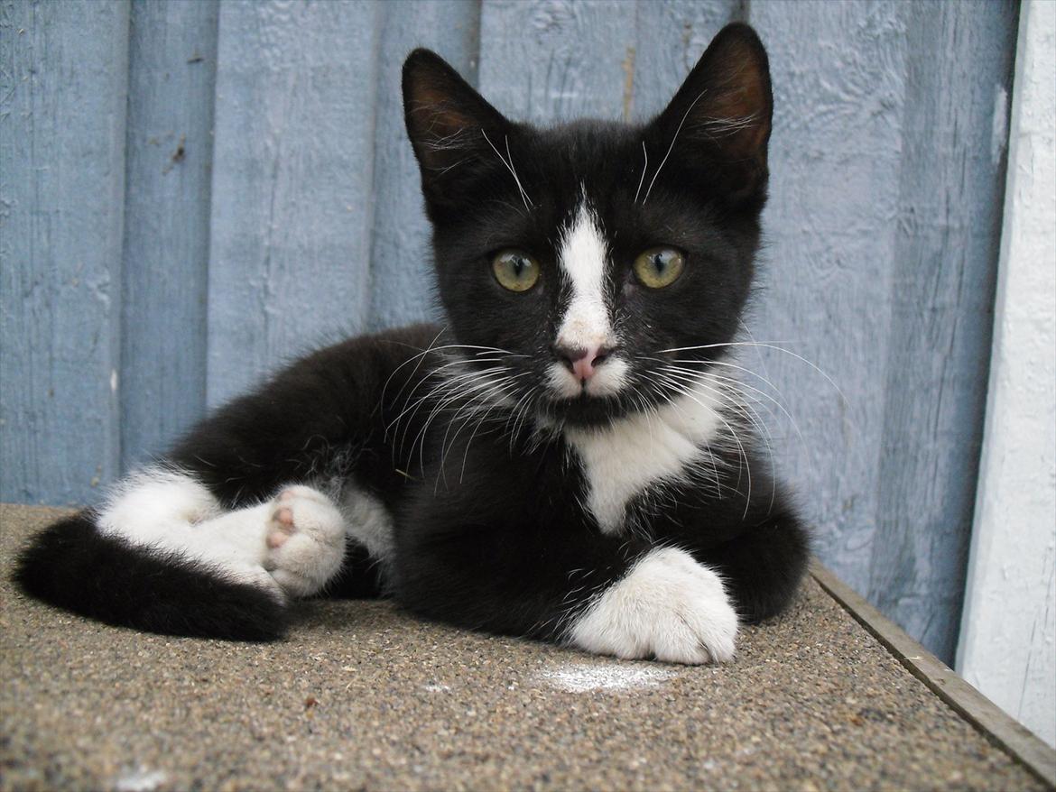 Huskat Bandit billede 16