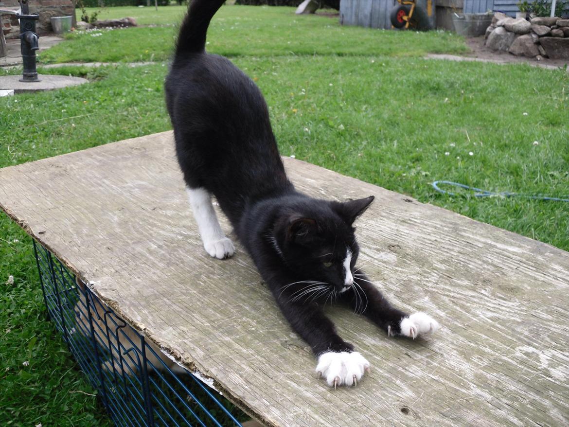 Huskat Bandit billede 17