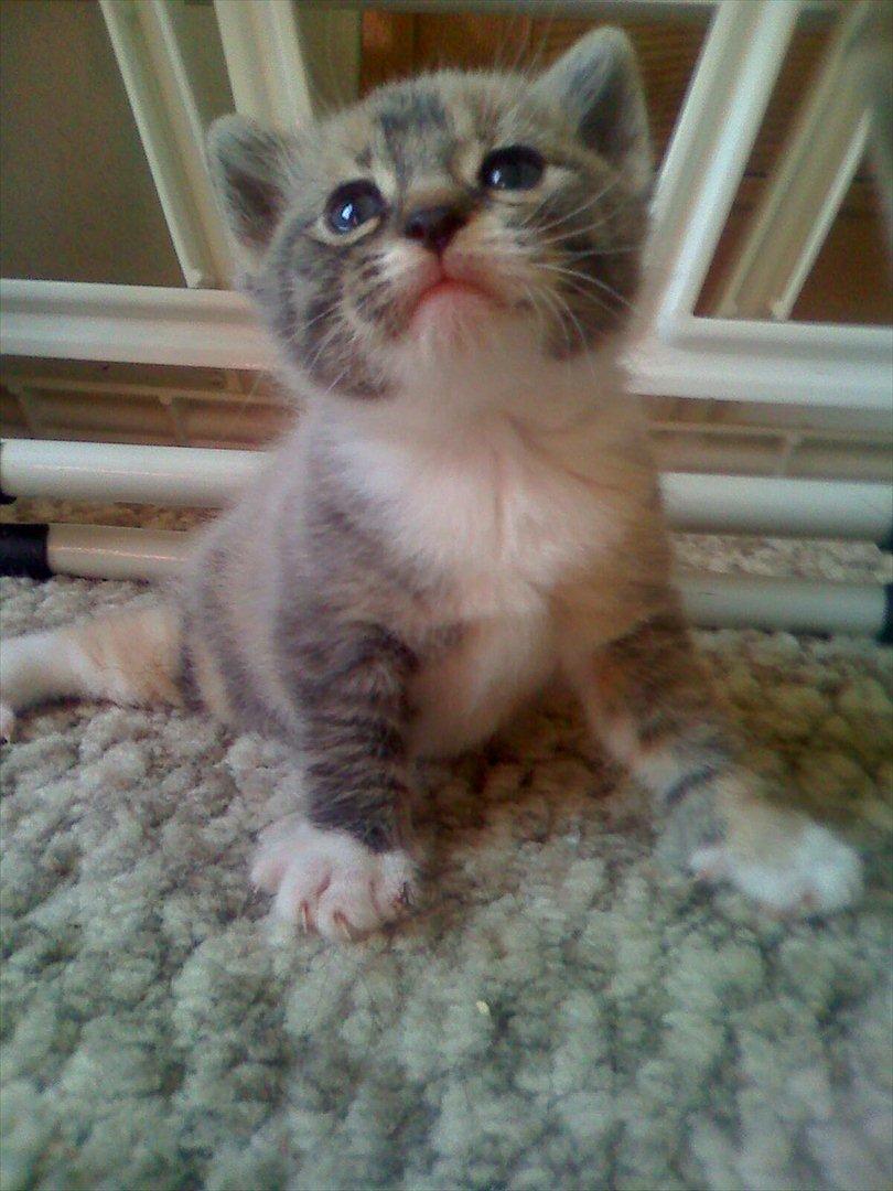 Huskat Zirra billede 1