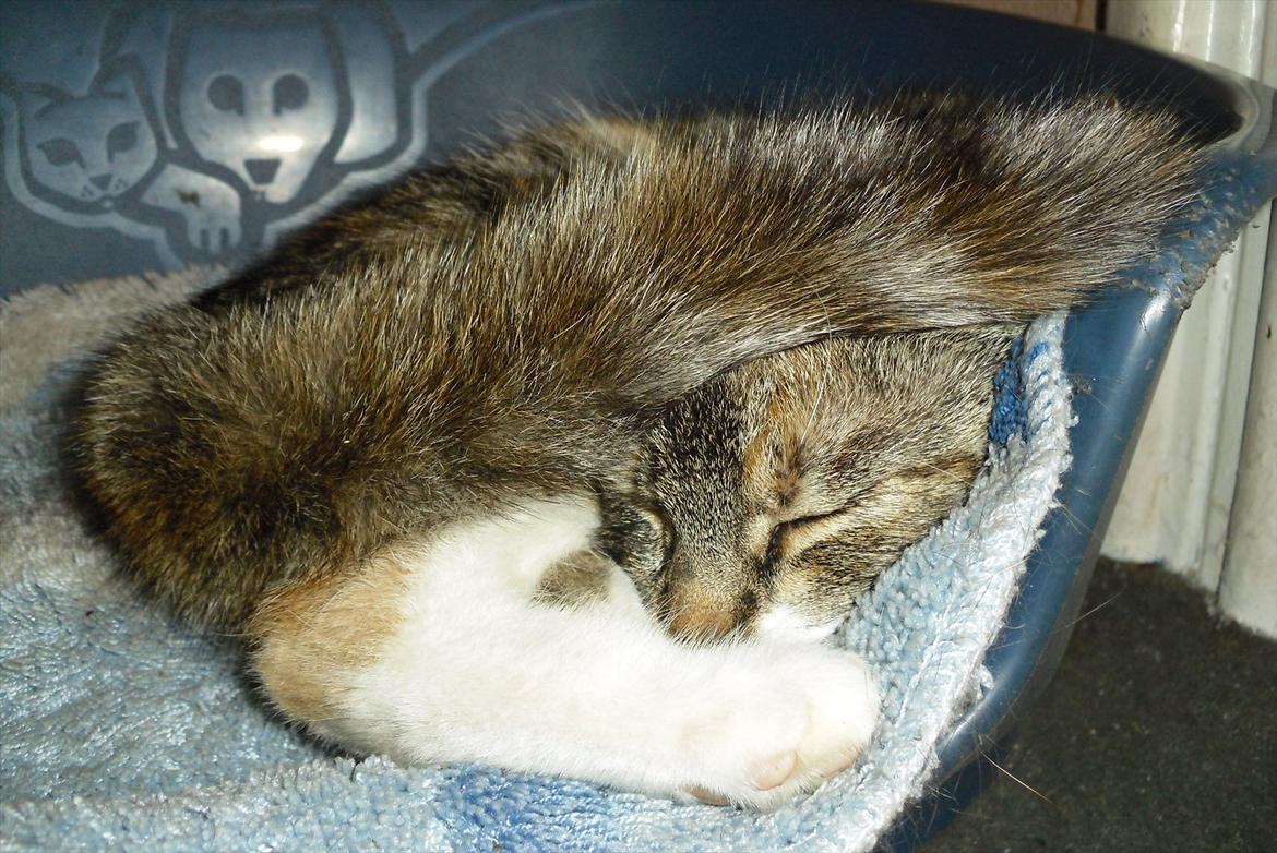 Huskat Zirra billede 2